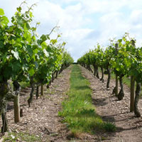 Les vignes du vignoble Papin, Viticulteur à Mozé sur Louet